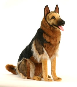 hansa german shepherd